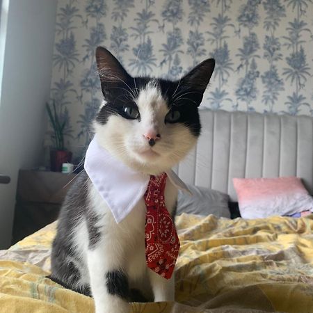 Wake Up With 2 Cats On Your Face Дублин Экстерьер фото