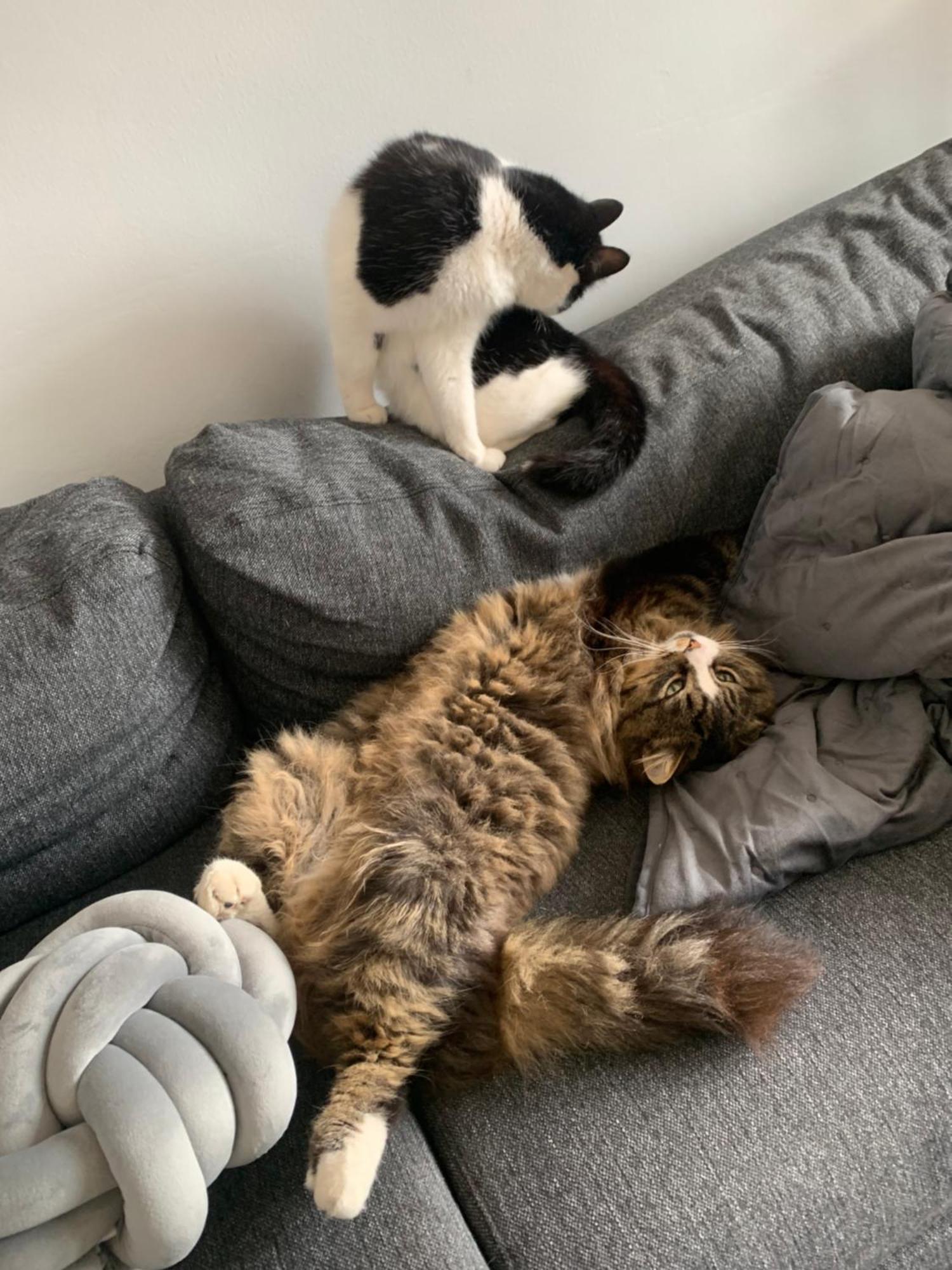 Wake Up With 2 Cats On Your Face Дублин Экстерьер фото